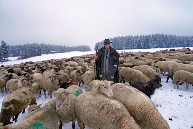 Wanderschaefer in Tennenbronn 22