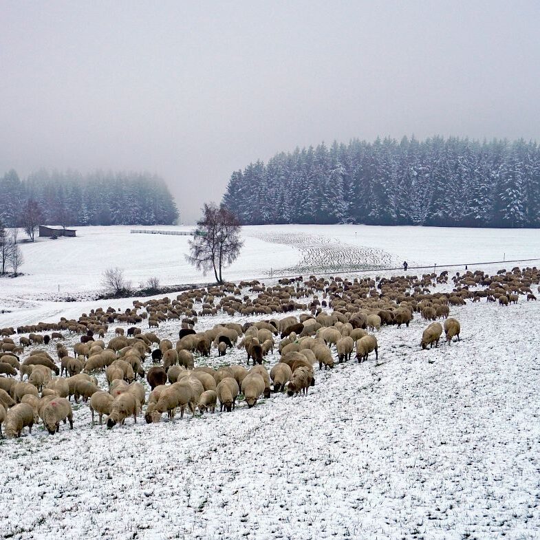 Wanderschaefer in Tennenbronn 27