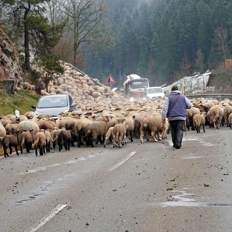 Wanderschaefer in Tennenbronn 3