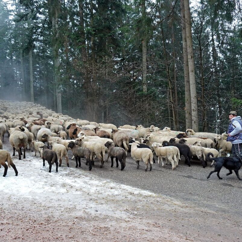 Wanderschaefer in Tennenbronn 8