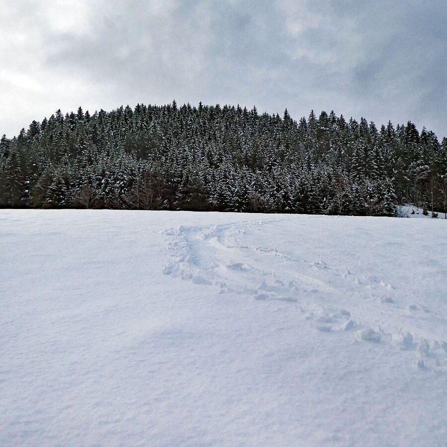 3 Tiefschnee Skifahren Tennenbronn 6