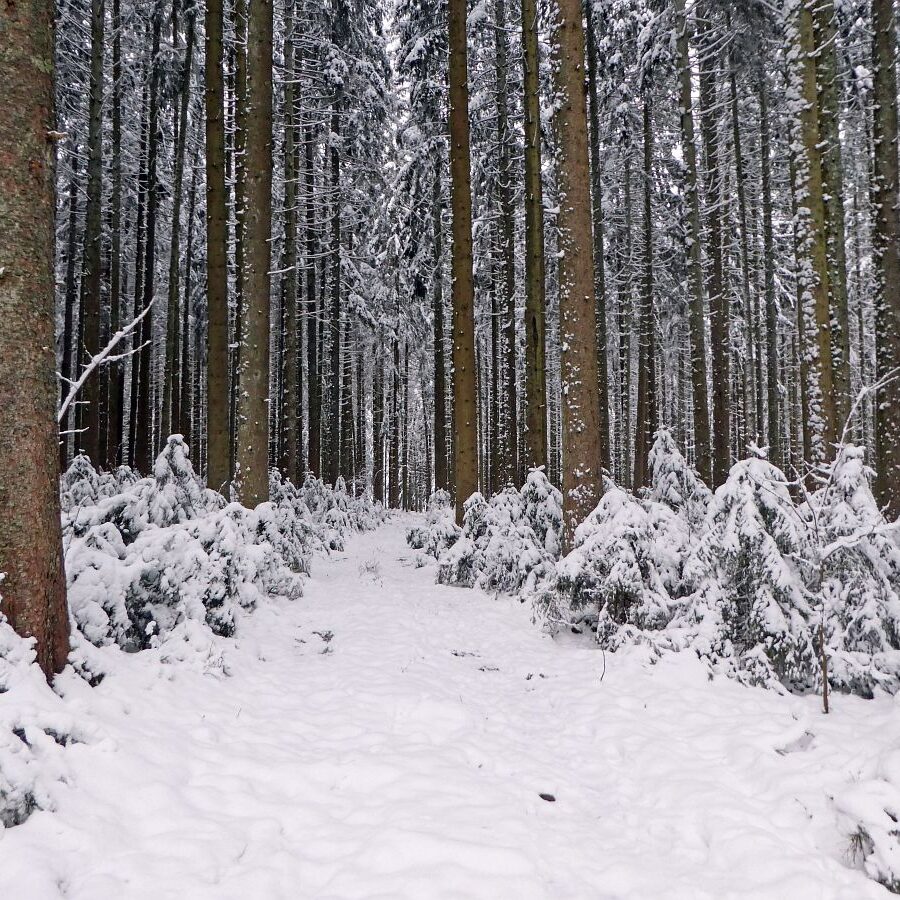 5 Tiefschnee Skifahren Tennenbronn 10