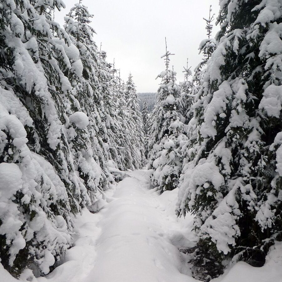 6 Tiefschnee Skifahren Tennenbronn 13
