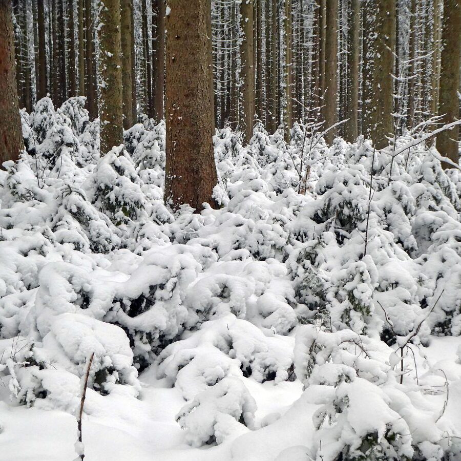 7 Tiefschnee Skifahren Tennenbronn 11