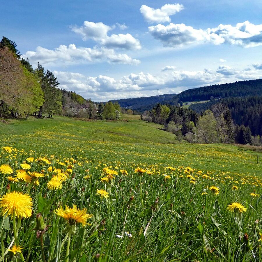 Buehl und Todesspalt 5