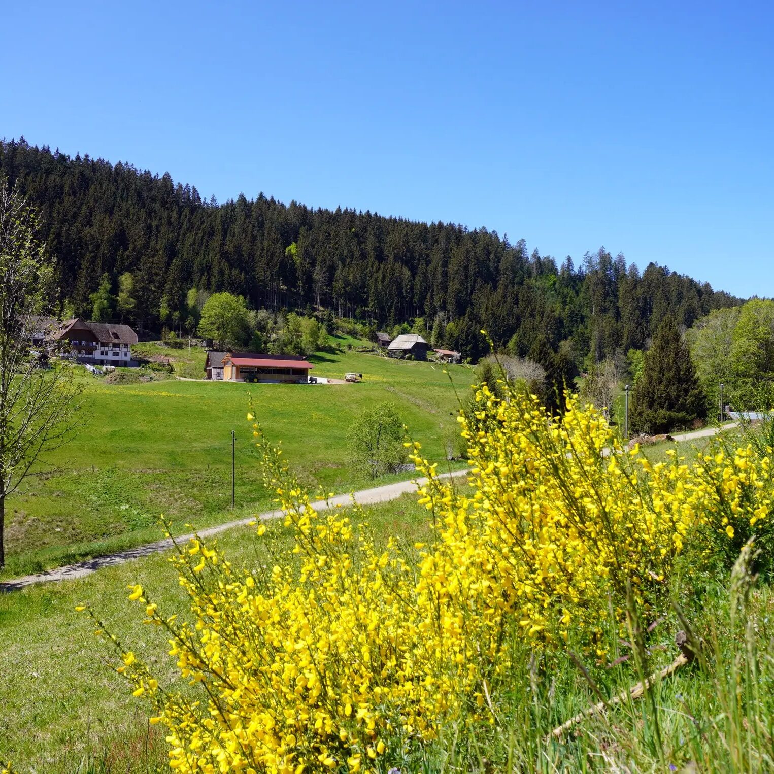 Eichbachrunde Tennenbronn 14