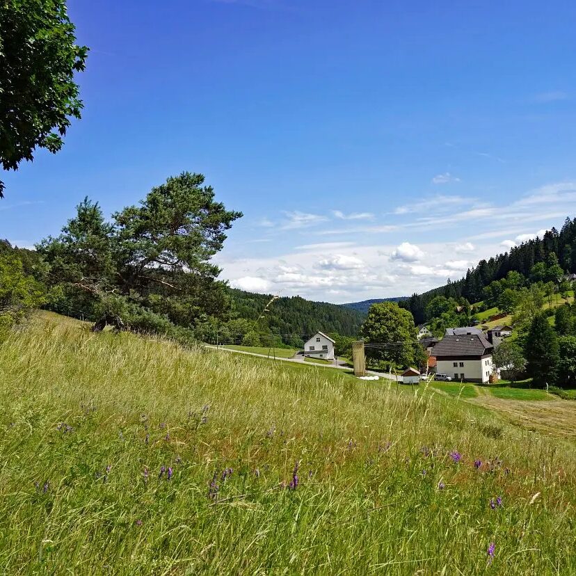 Eichbachrunde Tennenbronn 15