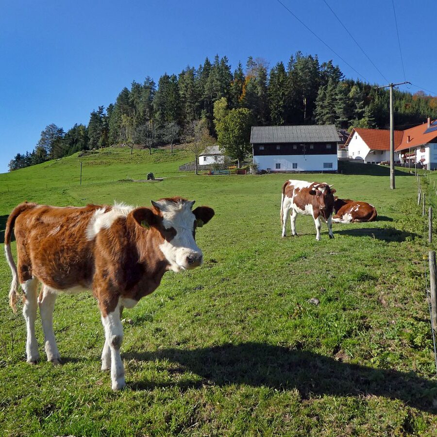Kaeppelehof und Schloesslefelsen 20