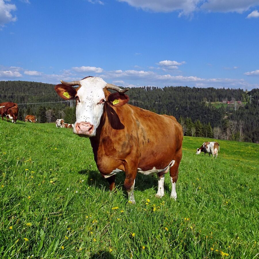 Kaeppelehof und Schloesslefelsen 6