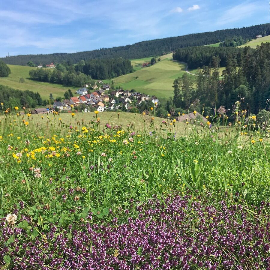 Linde und Lindehiesle 12