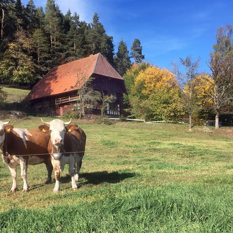 Linde und Lindehiesle 15