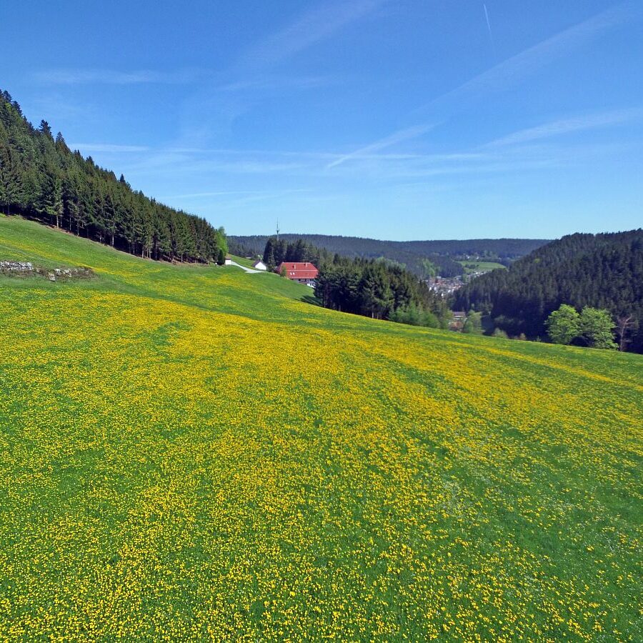 Linde und Lindehiesle 6