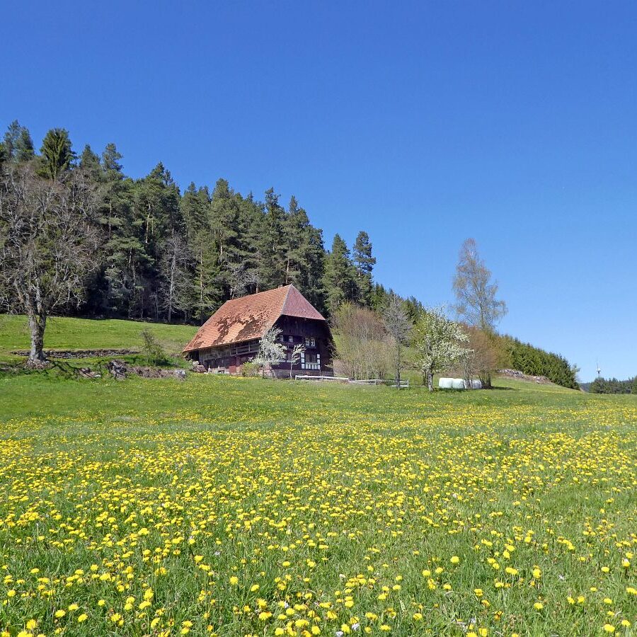 Linde und Lindehiesle 8