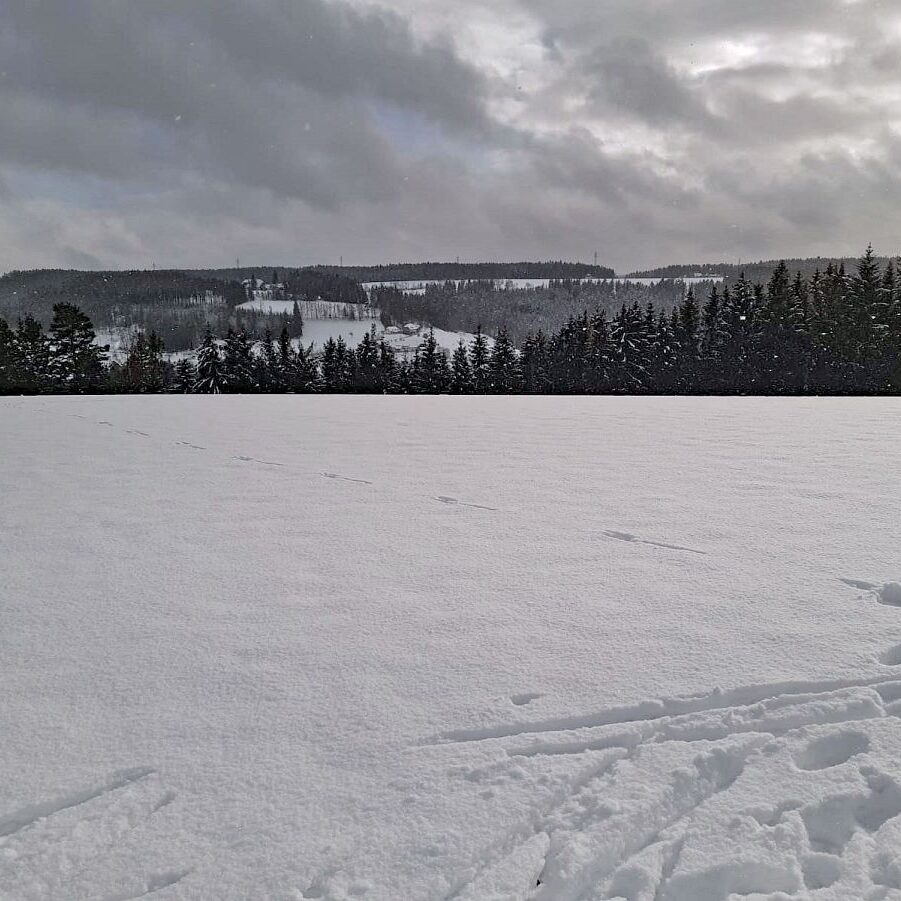 Loipe und Rodelbahn in Tennenbronn 1