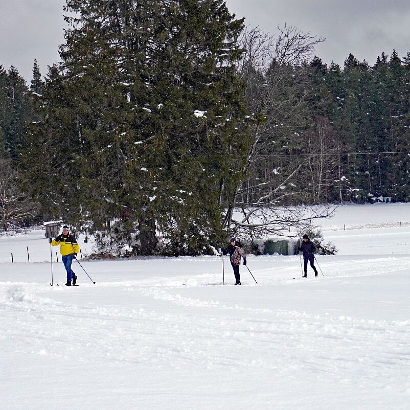 Loipe und Rodelbahn in Tennenbronn 13