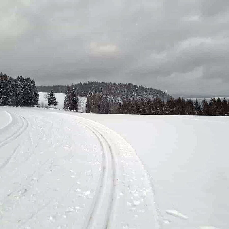 Loipe und Rodelbahn in Tennenbronn 2