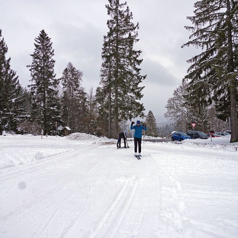 Loipe und Rodelbahn in Tennenbronn 4