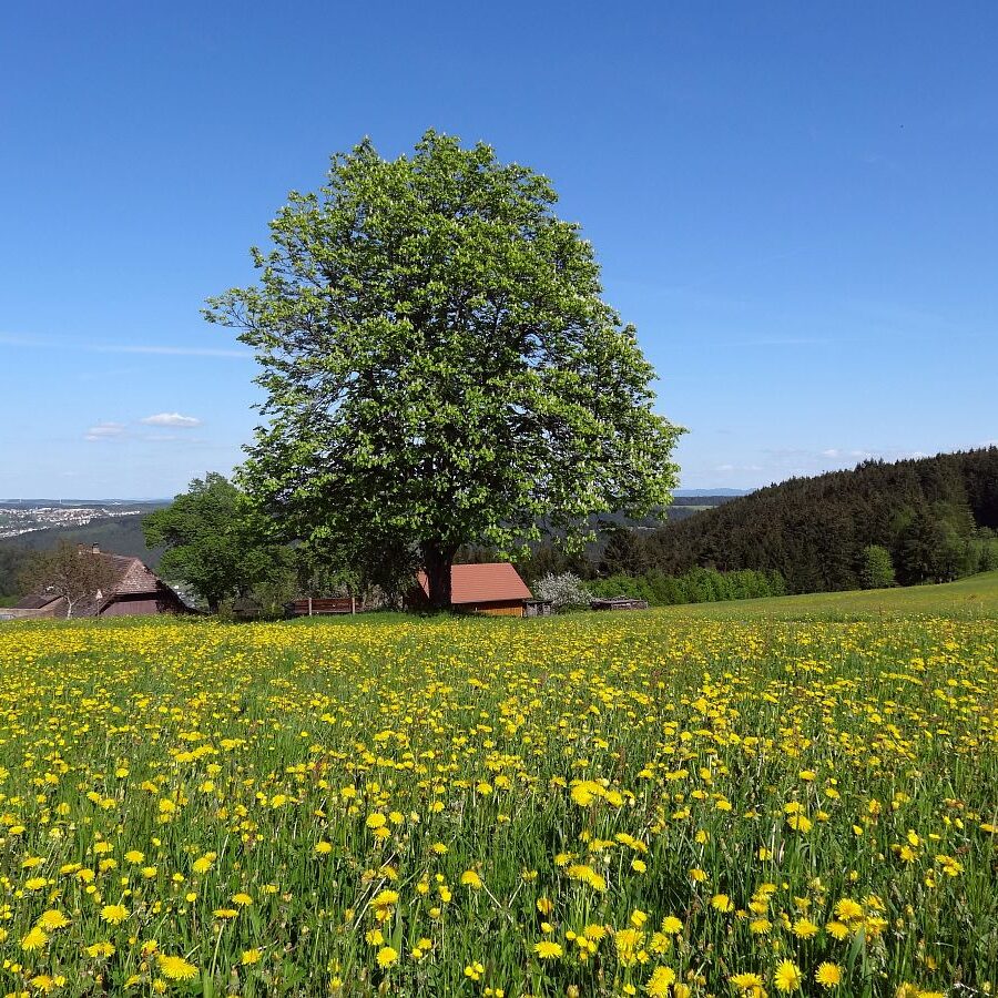 Purpen und Purpenhalde 2