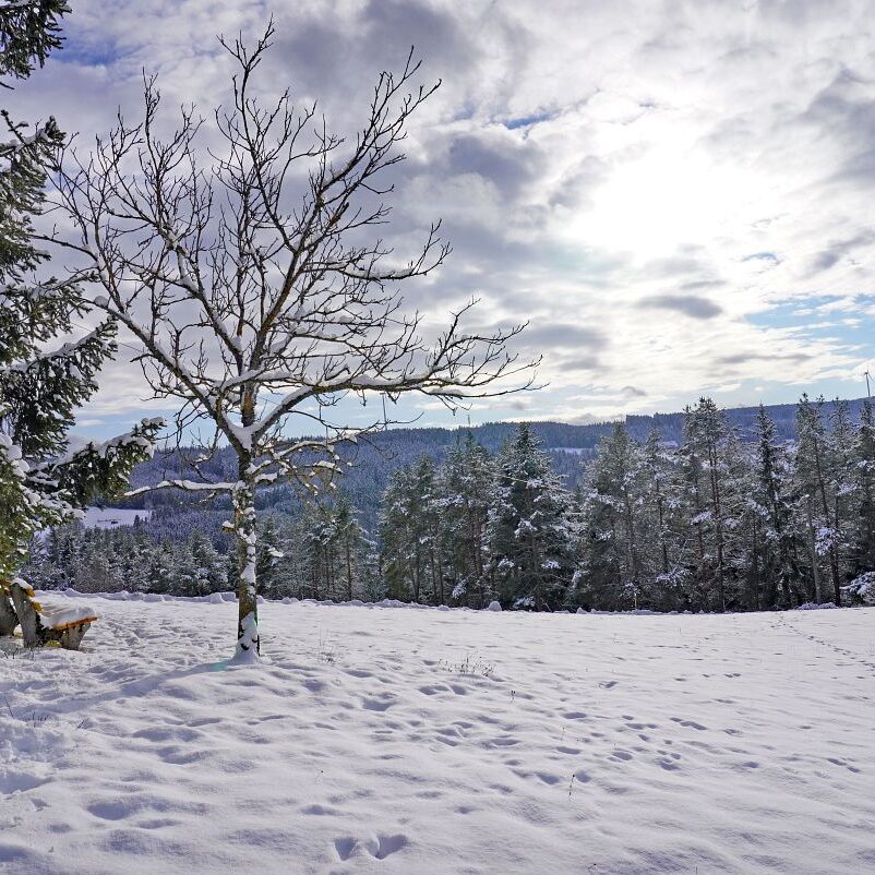 Schnee in Tennenbronn 16