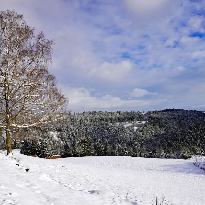 Schnee in Tennenbronn 20