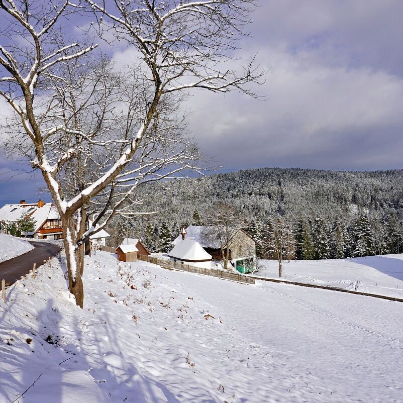Schnee in Tennenbronn 22