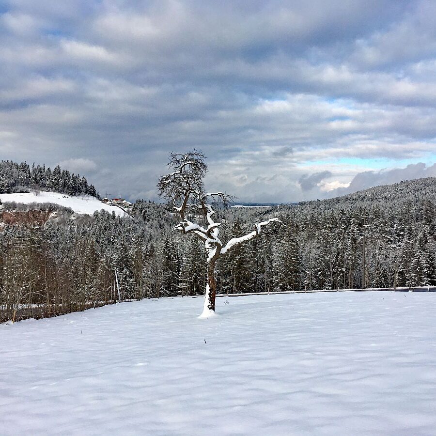 Schnee in Tennenbronn 34