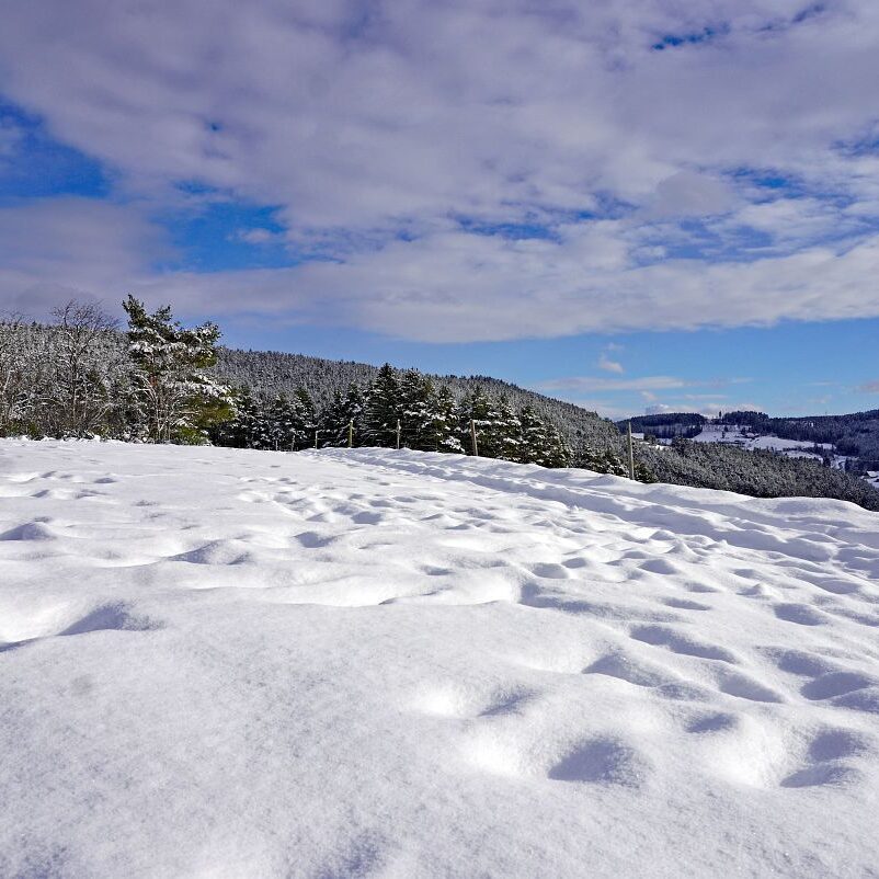 Schnee in Tennenbronn 6