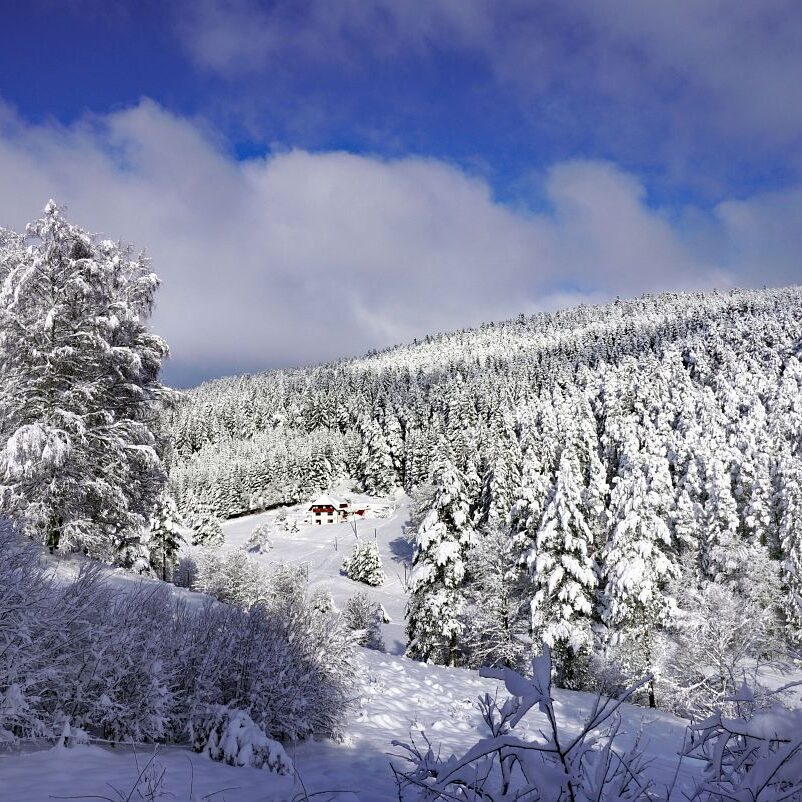 Tennenbronn Schnee 15.01.2021 11