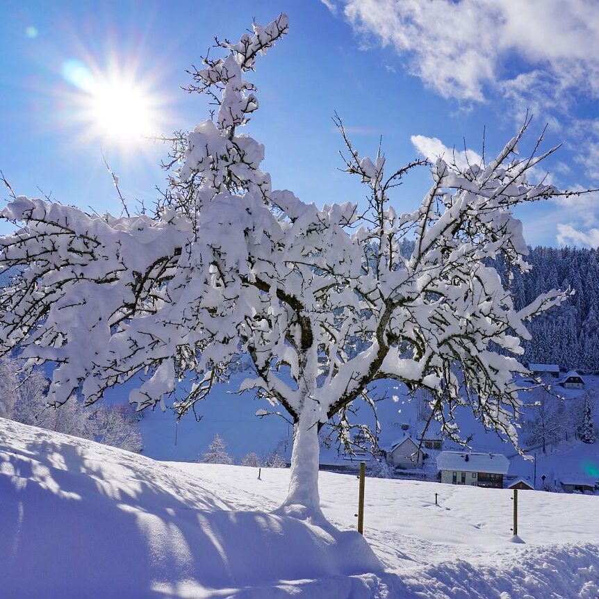 Tennenbronn Schnee 16.01.2021 17