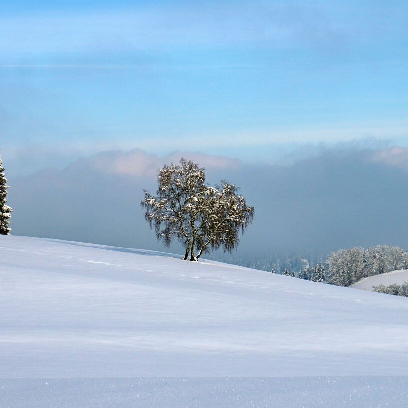 Tennenbronn Schnee 16.01.2021 25