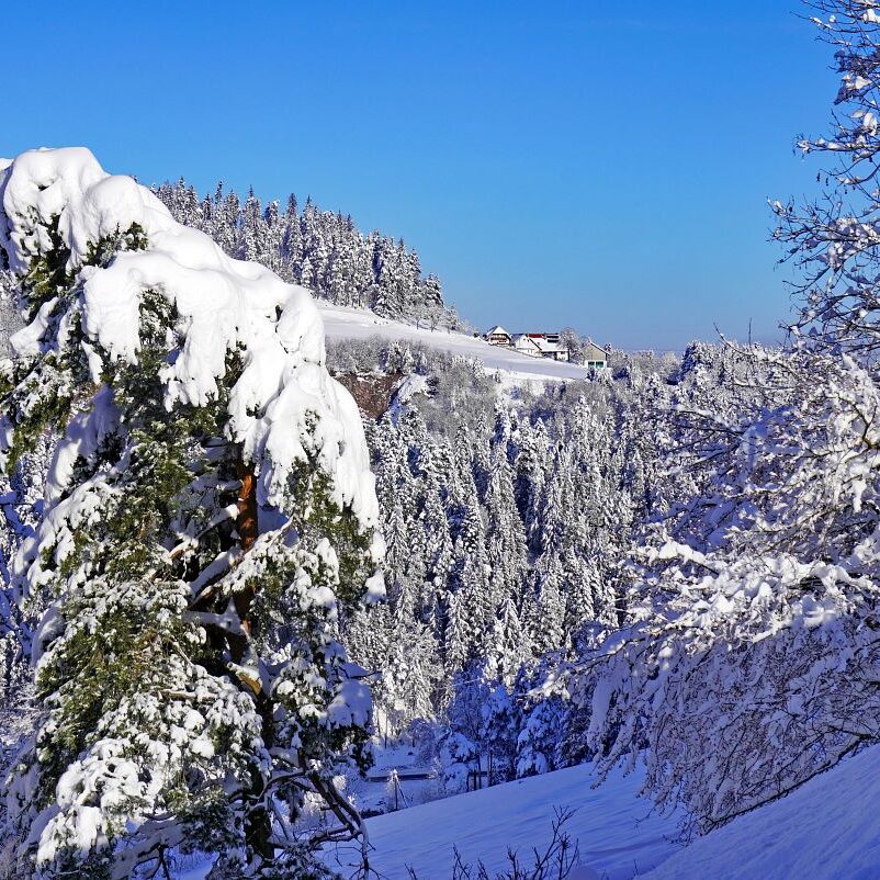 Tennenbronn Schnee 16.01.2021 3