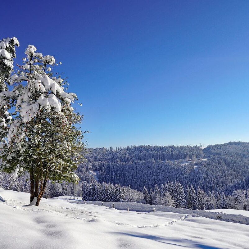 Tennenbronn Schnee 16.01.2021 7