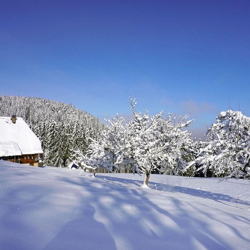 Tennenbronn Schnee 16.01.2021 9