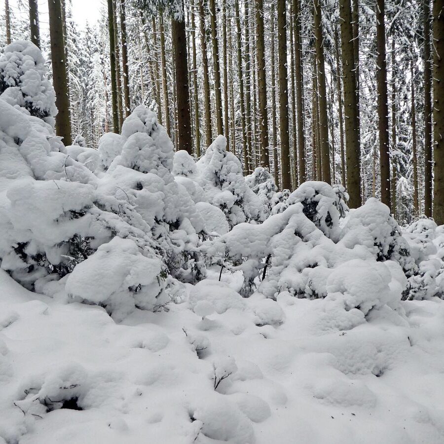 Tiefschnee Skifahren Tennenbronn 12