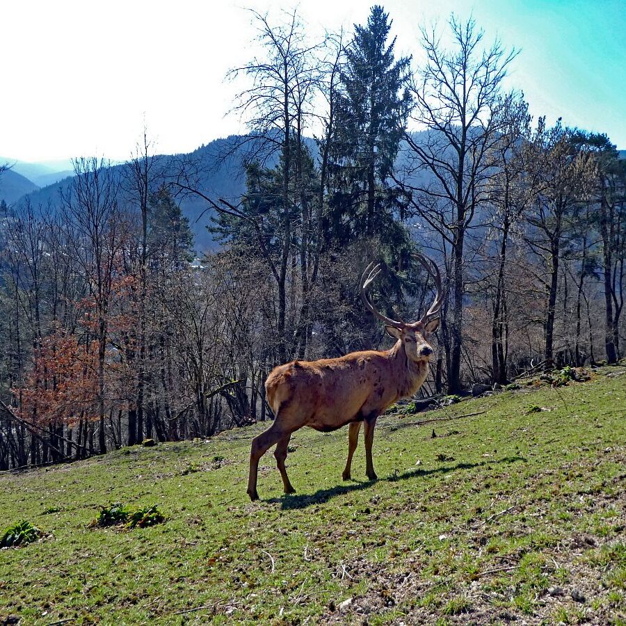 Der Panoramaweg Hornberg 3
