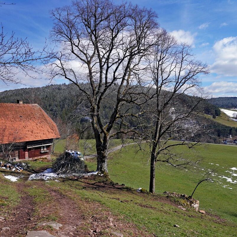 Schee zum Fruehlingsanfang in Tennenbronn 10
