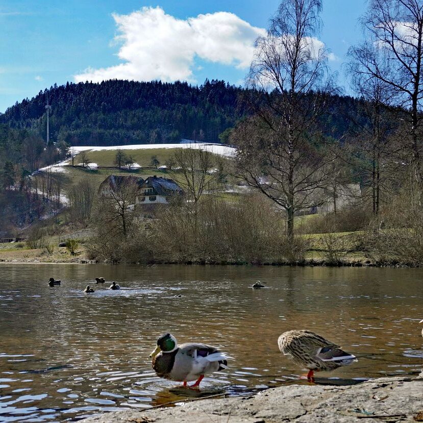 Schee zum Fruehlingsanfang in Tennenbronn 14