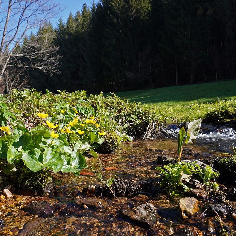 Blumen im Eichbachtal 01