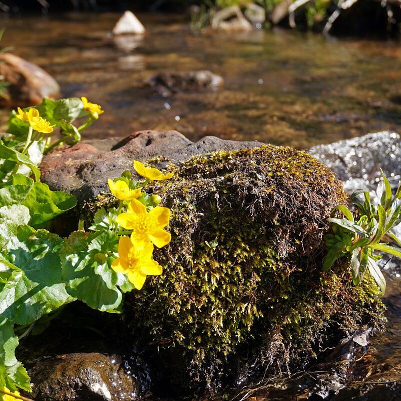 Blumen im Eichbachtal 02