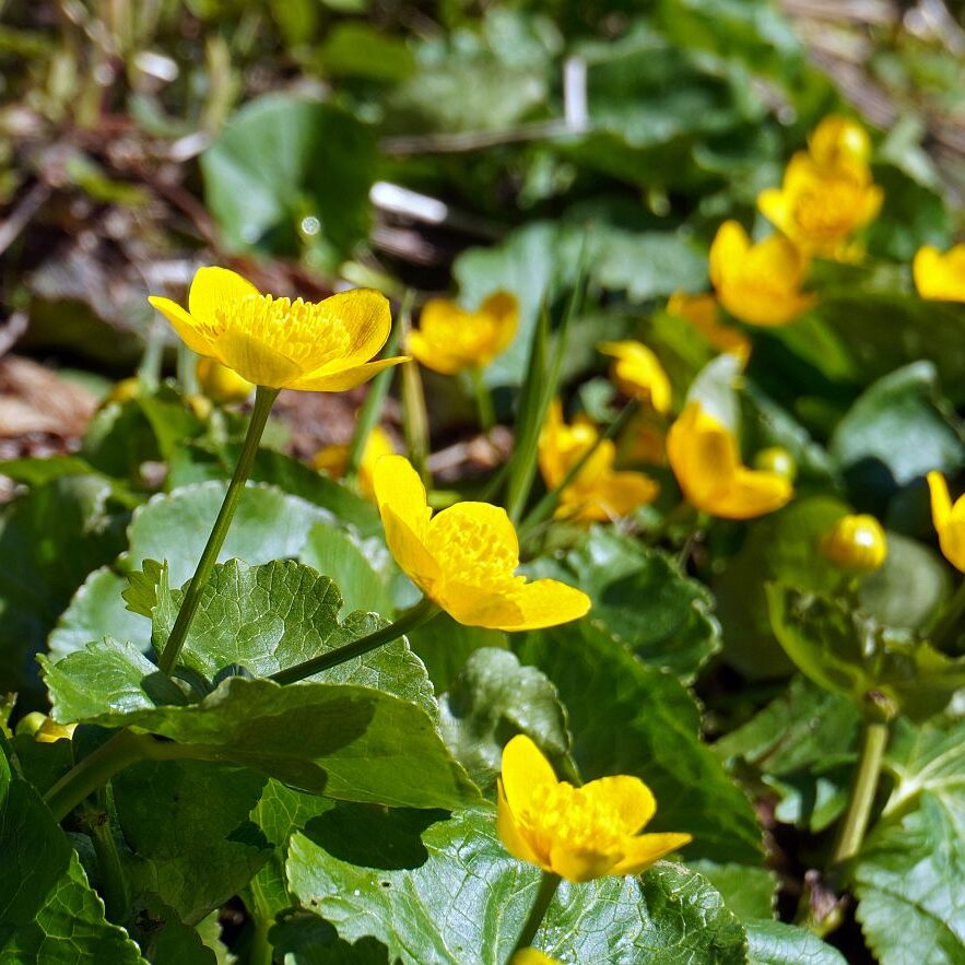 Blumen im Eichbachtal 03