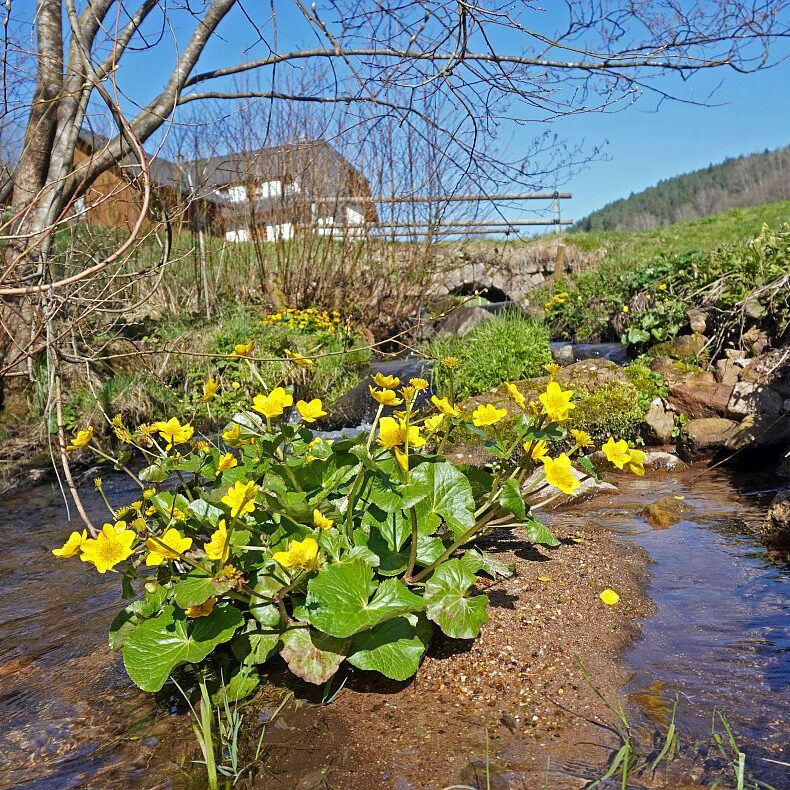 Blumen im Eichbachtal 04