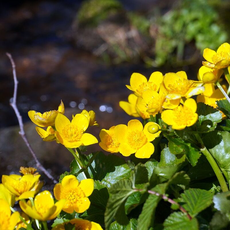 Blumen im Eichbachtal 05