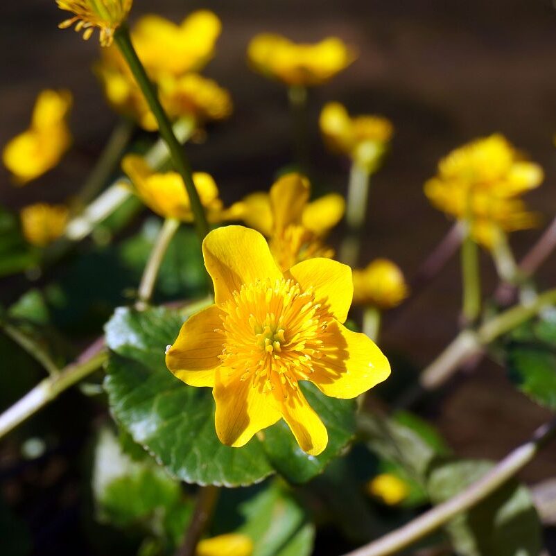 Blumen im Eichbachtal 06