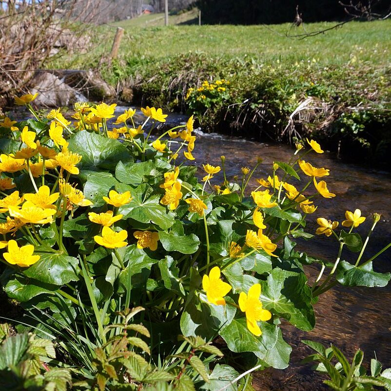 Blumen im Eichbachtal 07