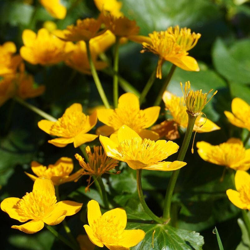 Blumen im Eichbachtal 08