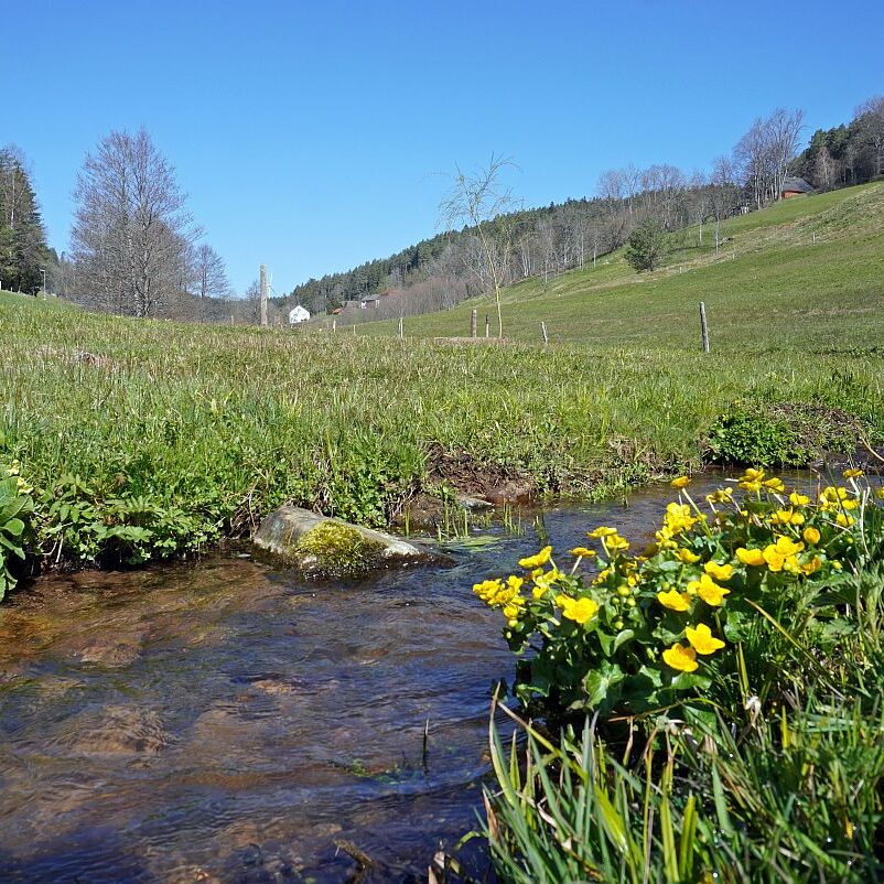 Blumen im Eichbachtal 09