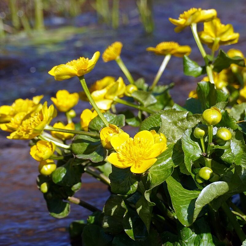 Blumen im Eichbachtal 10