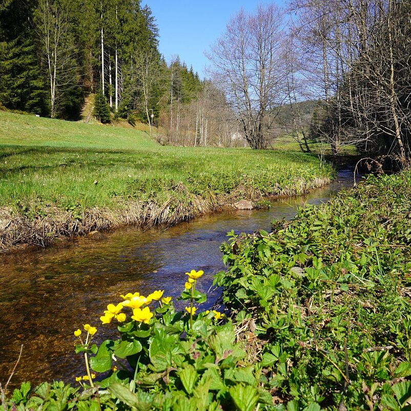 Blumen im Eichbachtal 11