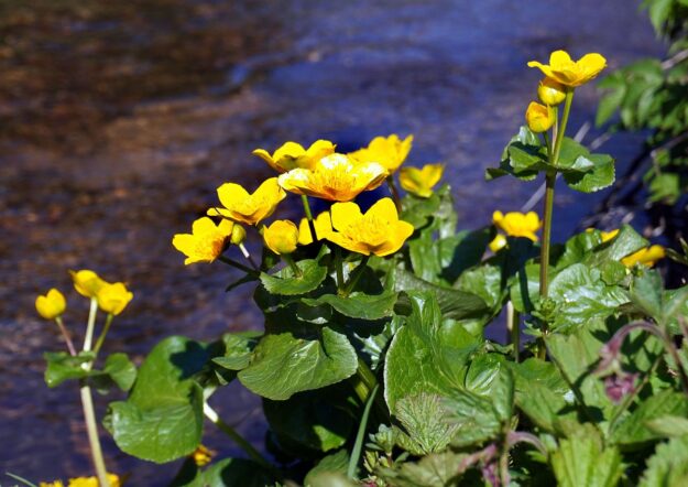 Blumen im Eichbachtal 12 Blumen im Eichbachtal 12