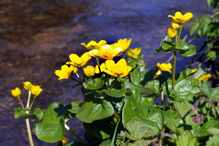 Blumen im Eichbachtal 12